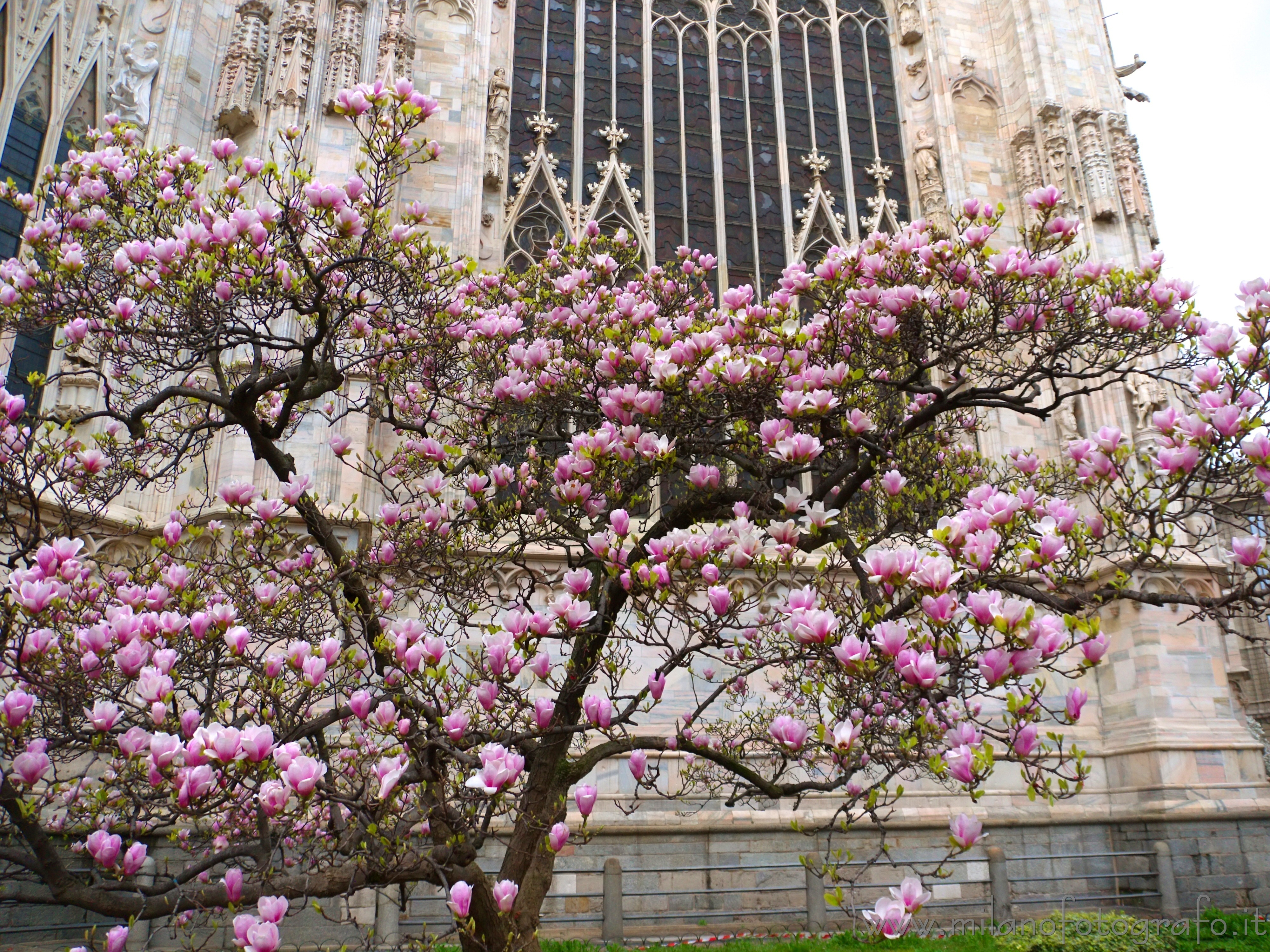 Milano - La magnolia rosa dietro al Duomo in fiore